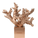 The Success of Coral 2025